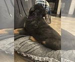 Small #19 Rottweiler
