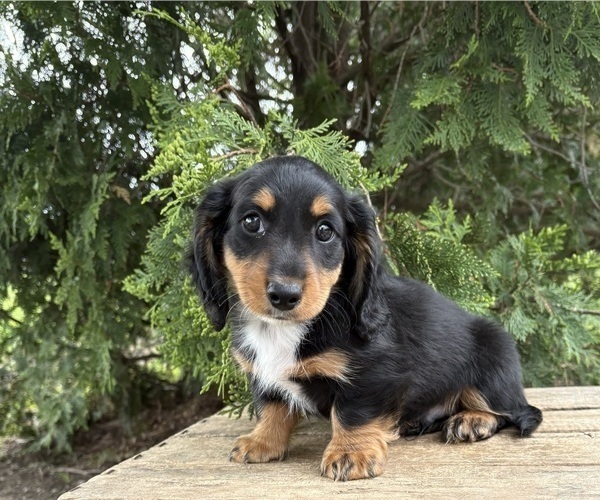 Medium Photo #4 Dachshund Puppy For Sale in MIDDLEBURY, IN, USA