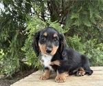 Small #3 Dachshund