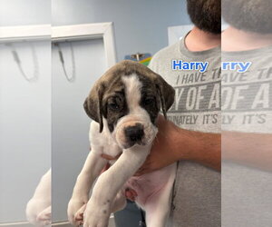 Mutt Dogs for adoption in Jackson Township, NJ, USA