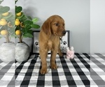 Small #4 Golden Retriever