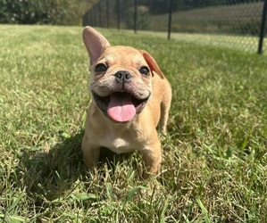 French Bulldog Puppy for sale in DAVIDSONVILLE, MD, USA