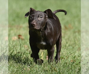 Frame - Male Chocolate Labrador retriever-Pointer Mix Dog for Adoption - Photo #5