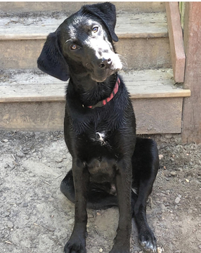 Medium Photo #1 Labrador Retriever-Unknown Mix Puppy For Sale in TUSCALOOSA, AL, USA