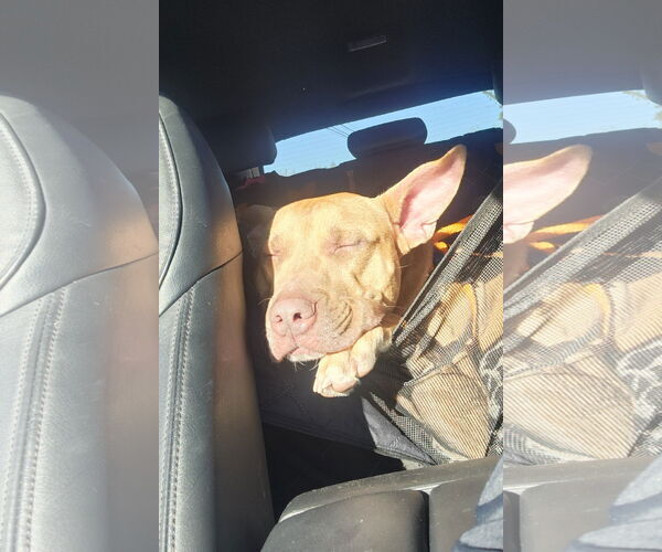 Medium Photo #17 Carolina Dog-Pharaoh Hound Mix Puppy For Sale in Rockaway, NJ, USA