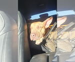 Small #16 Carolina Dog-Pharaoh Hound Mix