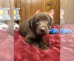 Small #4 Labrador Retriever