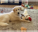 Small Great Pyrenees Mix