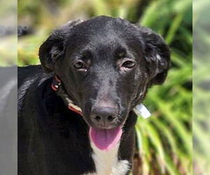 Labrador Retriever-Unknown Mix Dogs for adoption in Jefferson, WI, USA