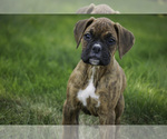 Small #6 Boxer