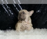 Small #7 French Bulldog