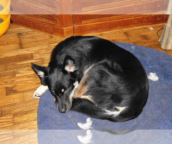 Medium Photo #5 Mutt Puppy For Sale in Doylestown, PA, USA