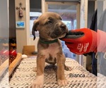 Puppy Bianca Cane Corso