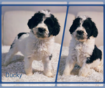 Puppy Ducky Bernedoodle (Miniature)