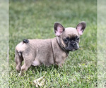 Puppy Puppy 5 Ophelia French Bulldog