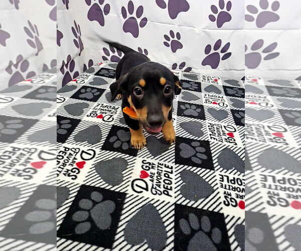 Medium Photo #2 Jack Chi Puppy For Sale in Metairie, LA, USA