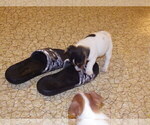 Small #4 Jack Russell Terrier
