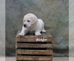 Puppy Ranger Labrador Retriever