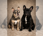 Small #1 French Bulldog