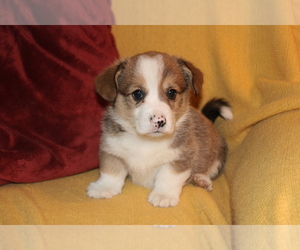Pembroke Welsh Corgi Puppy for sale in DAYTON, OH, USA