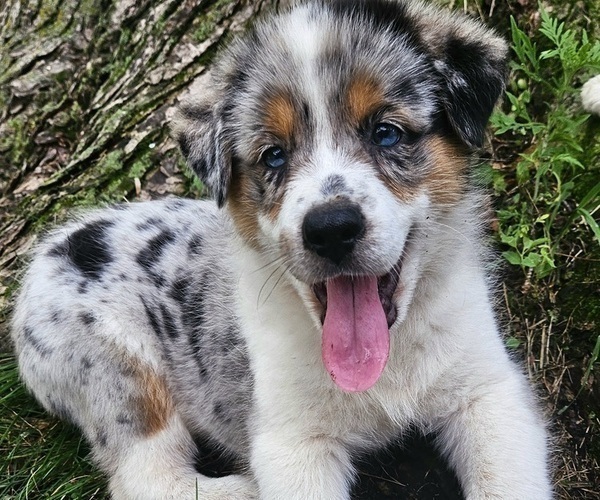 Medium Photo #2 Australian Shepherd Puppy For Sale in MABEL, MN, USA