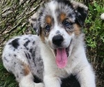 Small #1 Australian Shepherd