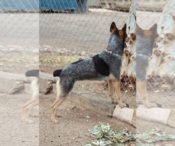 Medium Photo #3 Australian Cattle Dog Puppy For Sale in El Centro, CA, USA