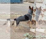 Small #2 Australian Cattle Dog