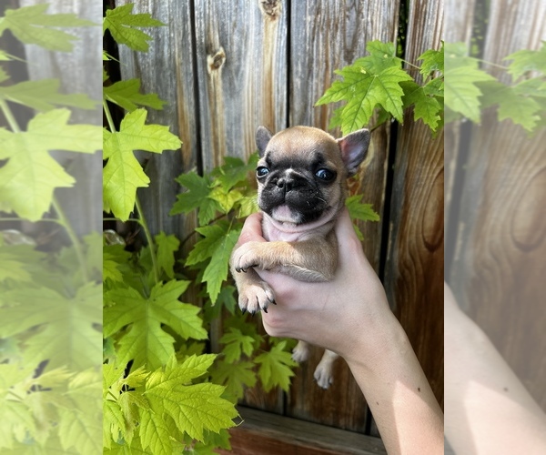 Medium Photo #8 French Bulldog Puppy For Sale in IDAHO FALLS, ID, USA