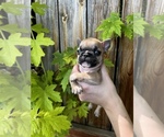 Small Photo #8 French Bulldog Puppy For Sale in IDAHO FALLS, ID, USA