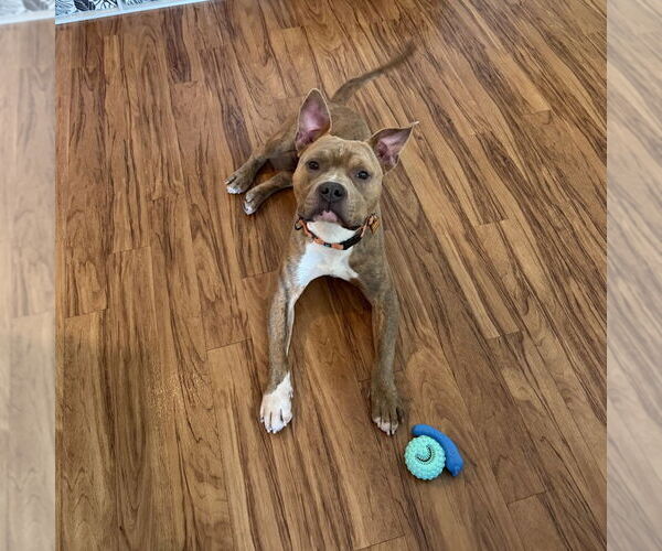 Medium Photo #2 Mutt Puppy For Sale in Minneapolis, MN, USA