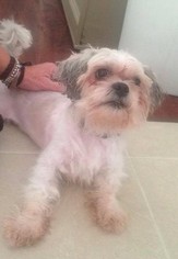 Shih Tzu-Unknown Mix Dogs for adoption in CHARLOTTE, NC, USA