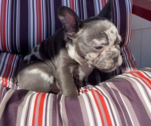 French Bulldog Puppy for sale in PLEASANT GROVE, AL, USA