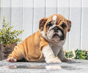 Medium English Bulldog