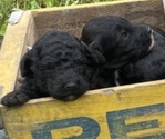 Small Photo #12 Aussiedoodle Puppy For Sale in BIRCHWOOD, TN, USA