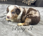 Puppy Boy 3 Australian Shepherd