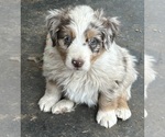 Small #19 Australian Shepherd
