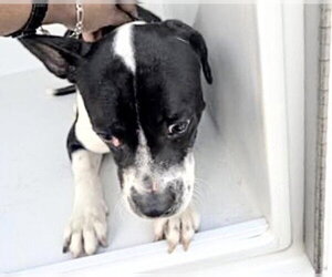 Beagle-Unknown Mix Dogs for adoption in Houston, TX, USA