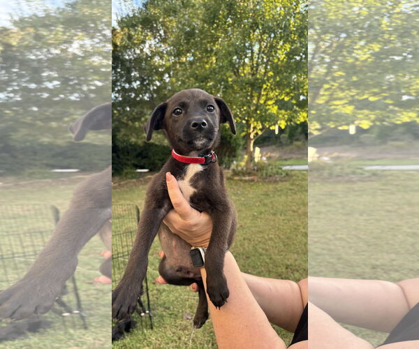 Medium Photo #5 Labrador Retriever-Unknown Mix Puppy For Sale in Holly Springs, NC, USA