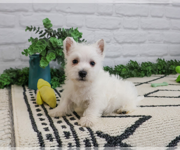 Medium Photo #3 West Highland White Terrier Puppy For Sale in SYRACUSE, IN, USA