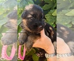 Puppy Pink Puppy German Shepherd Dog