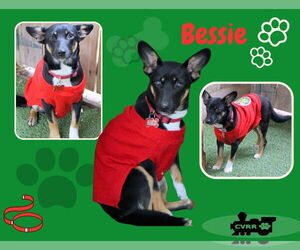 Beagle-Unknown Mix Dogs for adoption in Lindsay, CA, USA