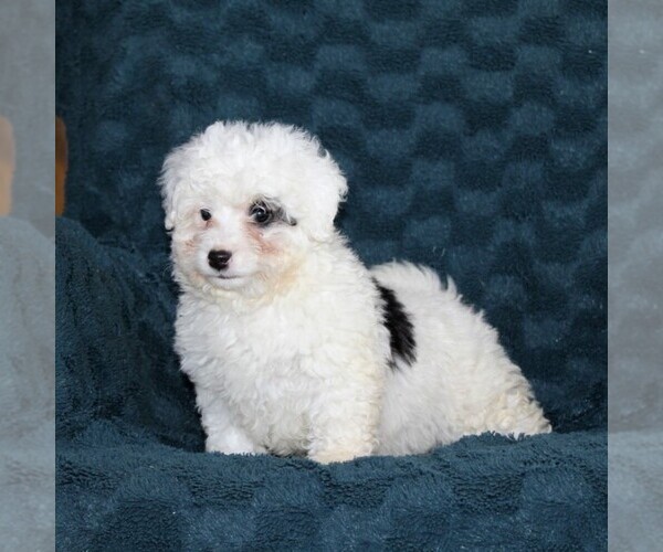 Medium Photo #2 Bernedoodle-Poodle (Toy) Mix Puppy For Sale in NOTTINGHAM, PA, USA