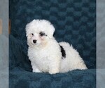 Small Photo #2 Bernedoodle-Poodle (Toy) Mix Puppy For Sale in NOTTINGHAM, PA, USA