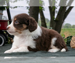 Small #2 Miniature Australian Shepherd