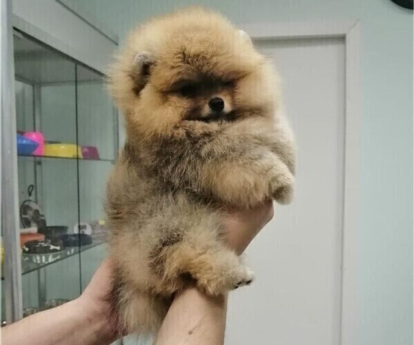 Medium Photo #3 Pomeranian Puppy For Sale in HOLLYWOOD, FL, USA