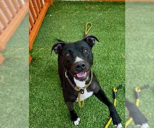 American Pit Bull Terrier-Unknown Mix Dogs for adoption in Las Vegas, NV, USA