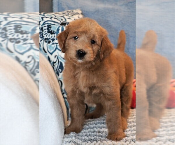 Medium Photo #5 Goldendoodle (Miniature) Puppy For Sale in SYRACUSE, IN, USA