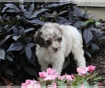 Small Photo #3 Poodle (Standard) Puppy For Sale in FREDERICKSBURG, OH, USA