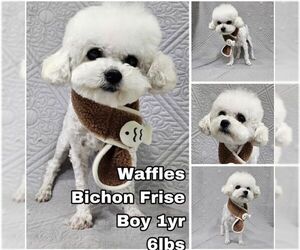 Bichon Frise Dogs for adoption in Seattle, WA, USA